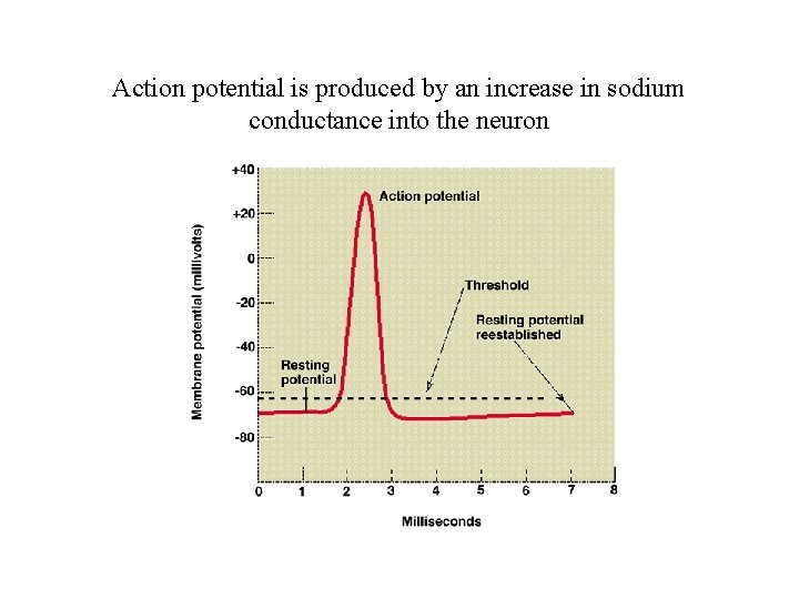 Action potential is produced by an increase in sodium conductance into the neuron 