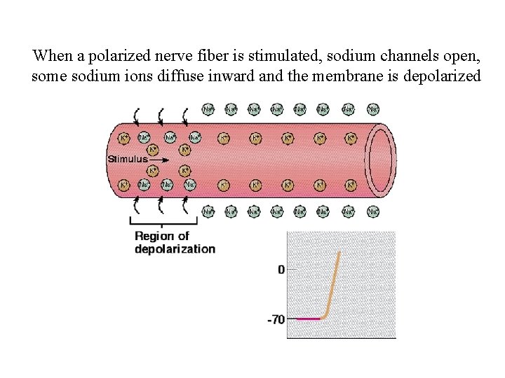 When a polarized nerve fiber is stimulated, sodium channels open, some sodium ions diffuse