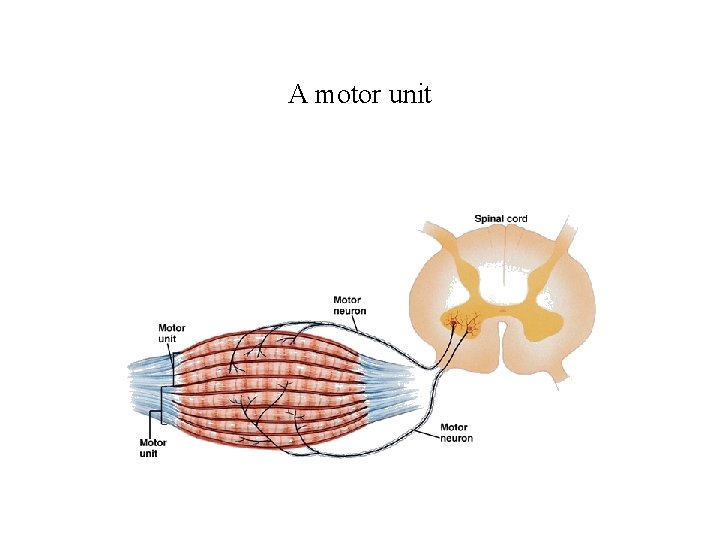 A motor unit 