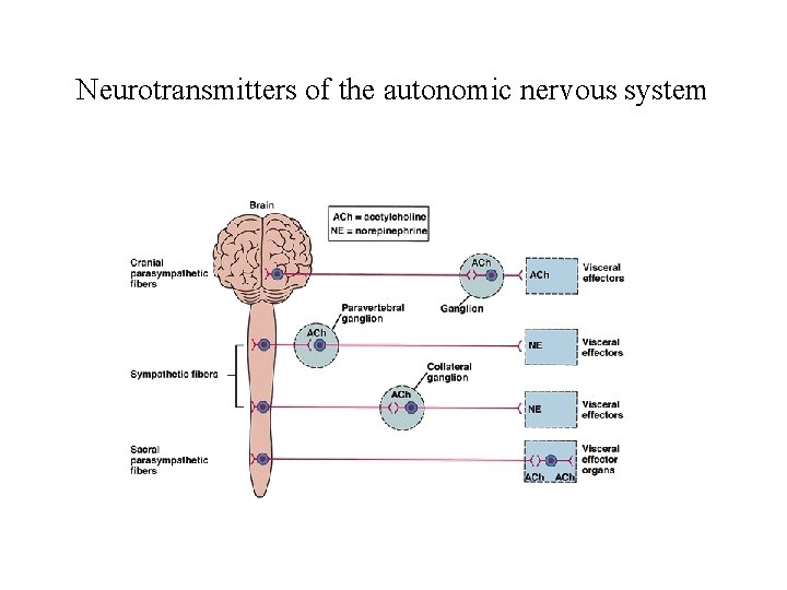 Neurotransmitters of the autonomic nervous system 