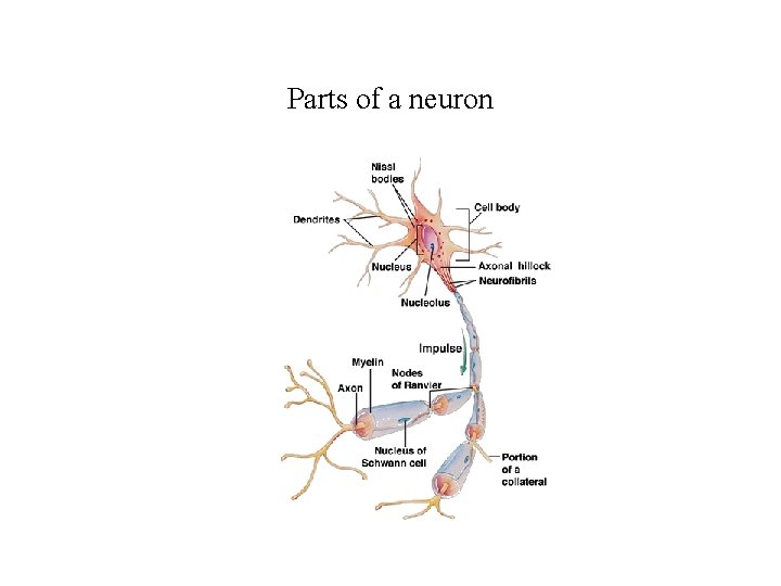 Parts of a neuron 