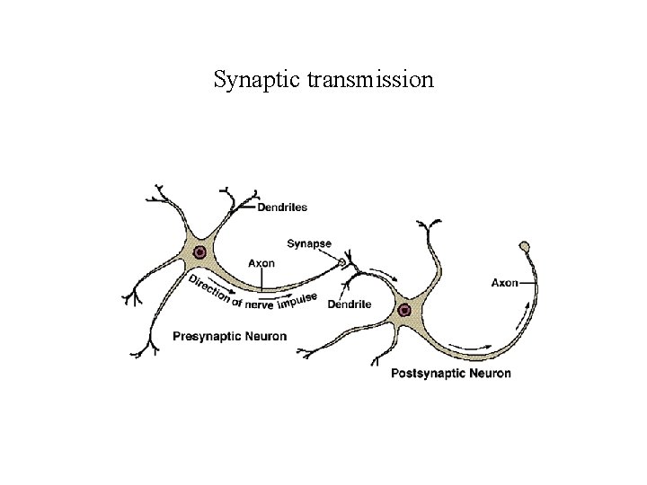 Synaptic transmission 