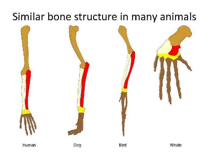 Similar bone structure in many animals 