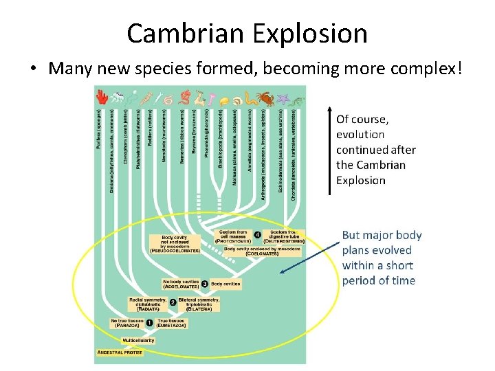 Cambrian Explosion • Many new species formed, becoming more complex! 