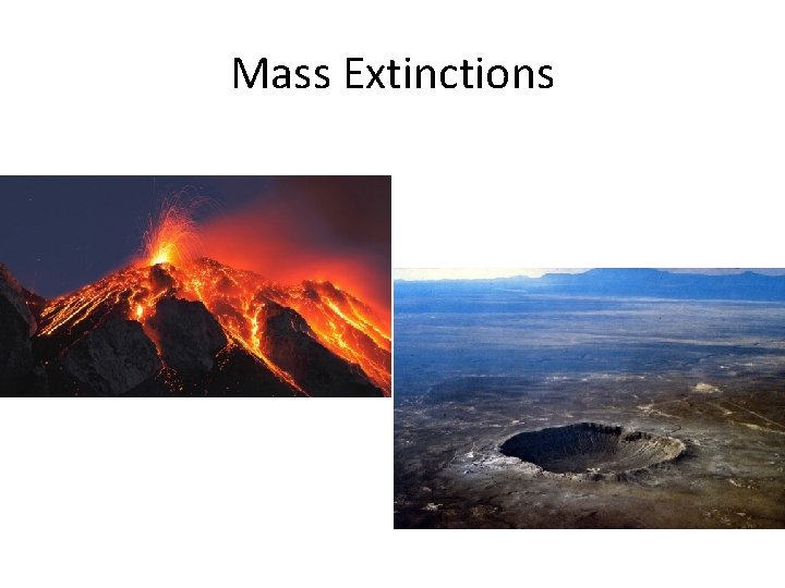 Mass Extinctions 