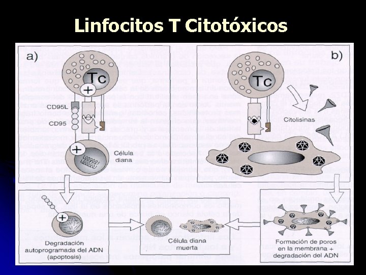 Linfocitos T Citotóxicos 