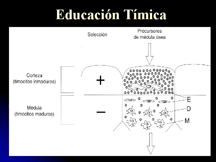 Educación Tímica 