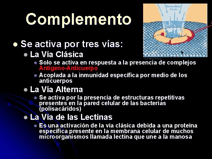 Complemento l Se activa por tres vías: l La Vía Clásica l Solo se