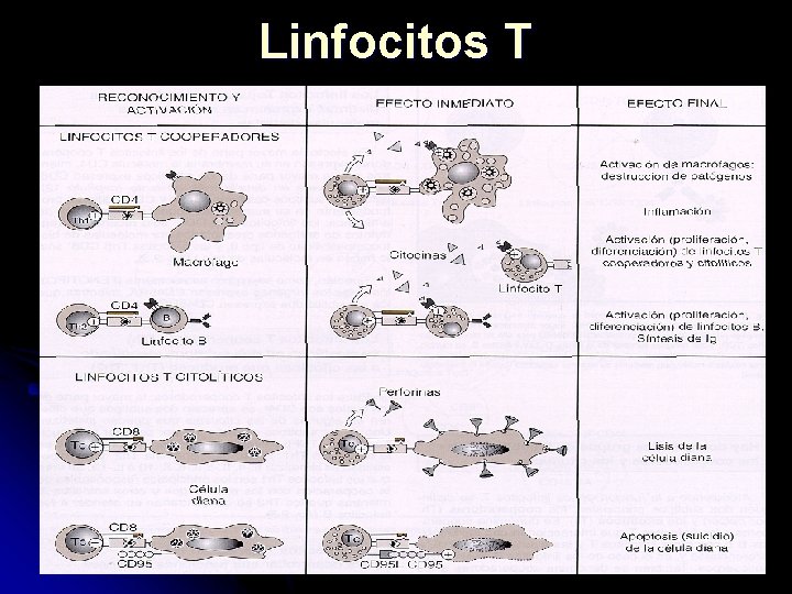 Linfocitos T 