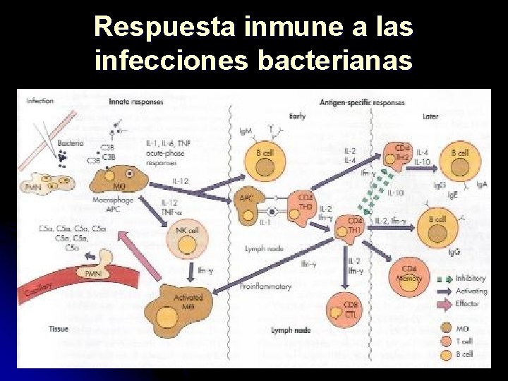 Respuesta inmune a las infecciones bacterianas 