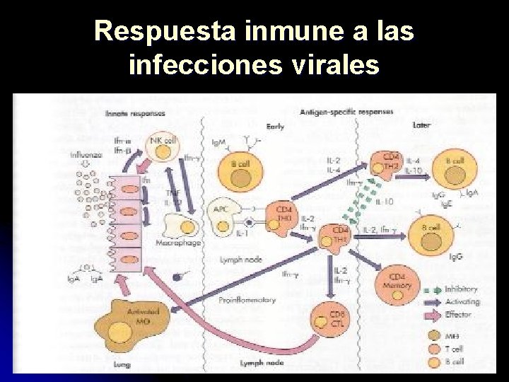 Respuesta inmune a las infecciones virales 
