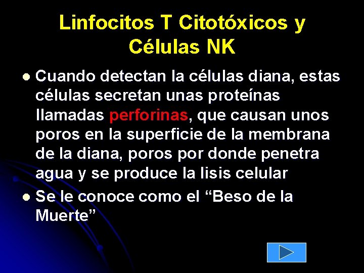 Linfocitos T Citotóxicos y Células NK Cuando detectan la células diana, estas células secretan