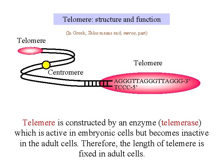Telomere: structure and function (In Greek, Telos means end; meros, part) Telomere Centromere AGGGTTAGGG-3’