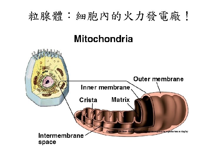 粒腺體：細胞內的火力發電廠！ Copyright © Mc. Graw-Hill Companies Permission required for reproduction or display 