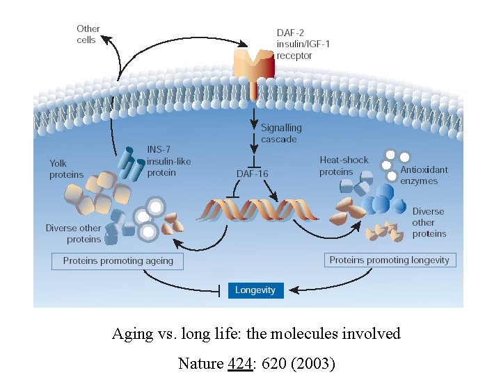 Aging vs. long life: the molecules involved Nature 424: 620 (2003) 
