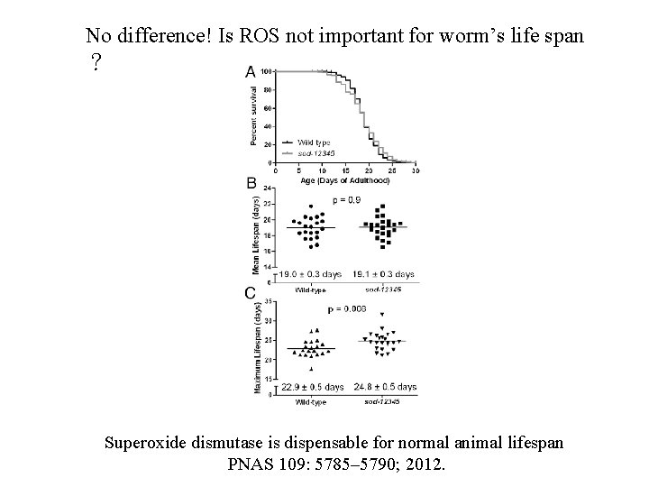 No difference! Is ROS not important for worm’s life span ？ Superoxide dismutase is