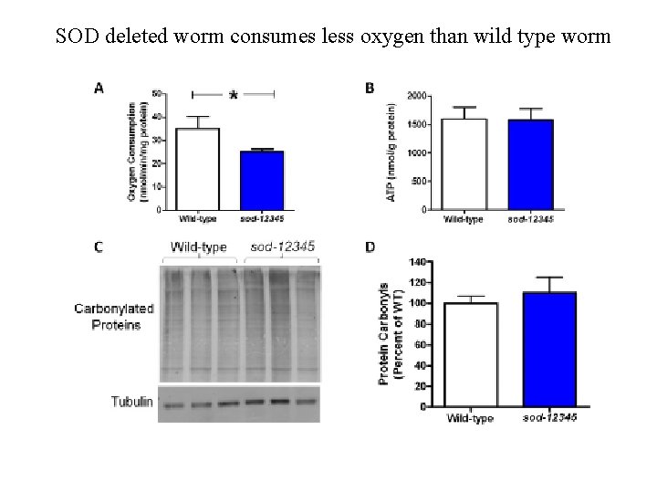 SOD deleted worm consumes less oxygen than wild type worm 