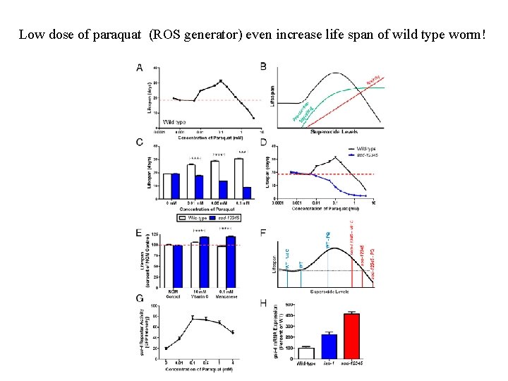 Low dose of paraquat (ROS generator) even increase life span of wild type worm!