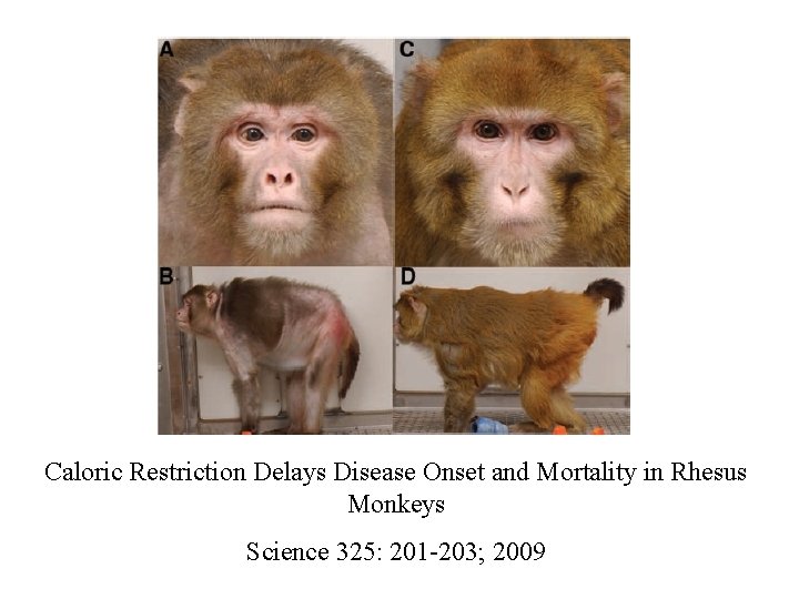 Caloric Restriction Delays Disease Onset and Mortality in Rhesus Monkeys Science 325: 201 -203;