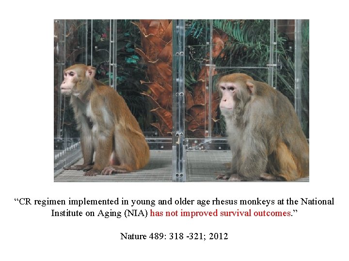 “CR regimen implemented in young and older age rhesus monkeys at the National Institute