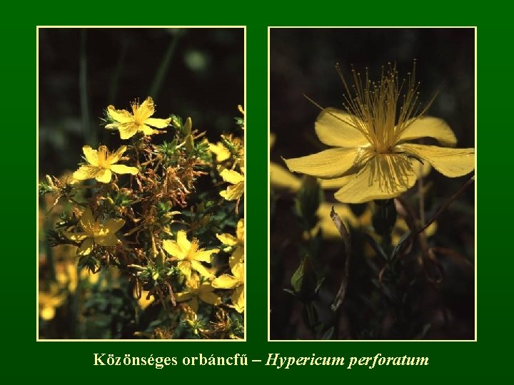 Közönséges orbáncfű – Hypericum perforatum 