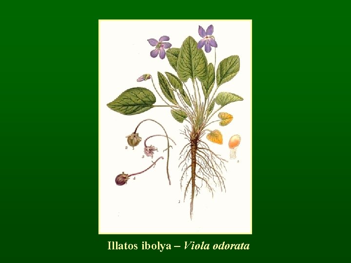 Illatos ibolya – Viola odorata 