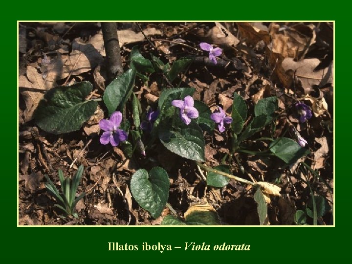 Illatos ibolya – Viola odorata 