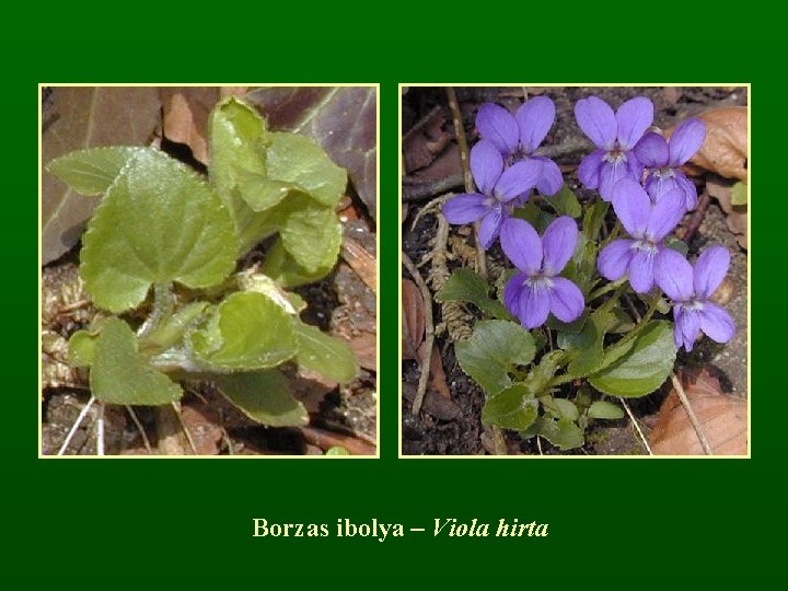 Borzas ibolya – Viola hirta 