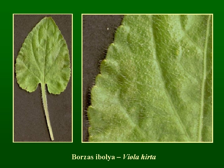 Borzas ibolya – Viola hirta 