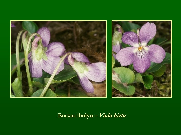 Borzas ibolya – Viola hirta 