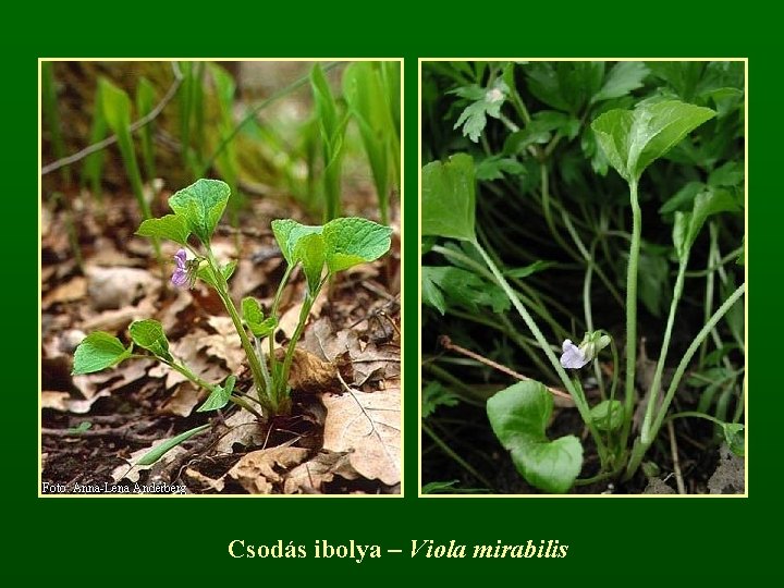 Csodás ibolya – Viola mirabilis 