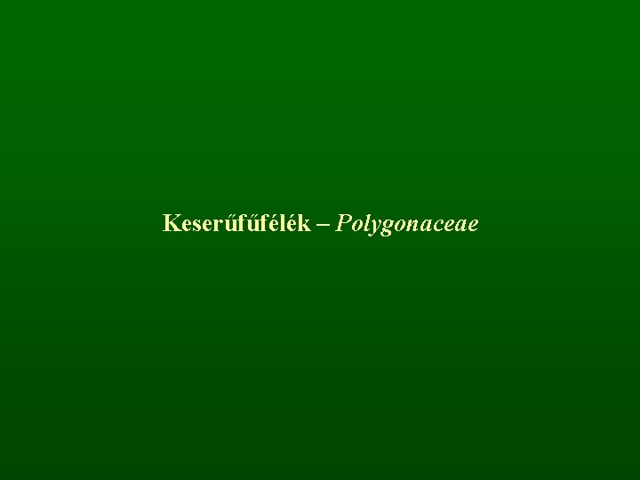 Keserűfűfélék – Polygonaceae 