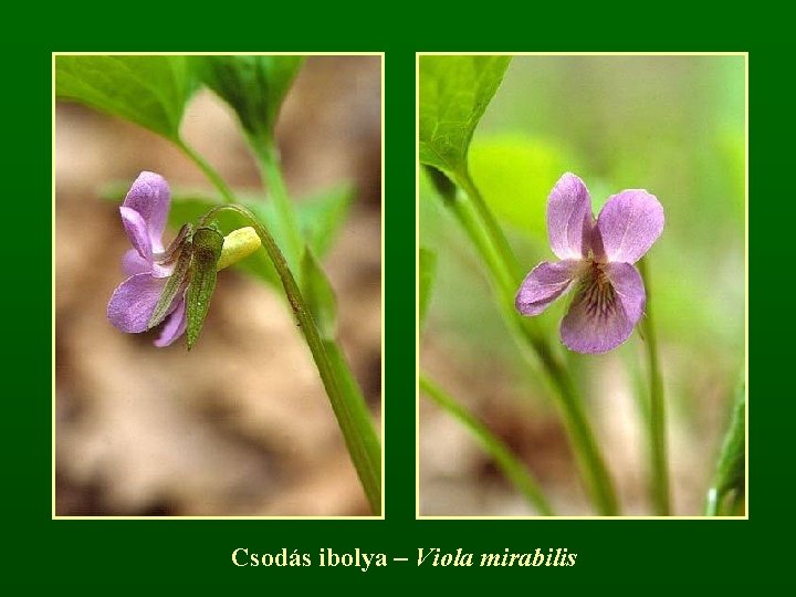 Csodás ibolya – Viola mirabilis 