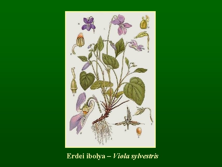 Erdei ibolya – Viola sylvestris 