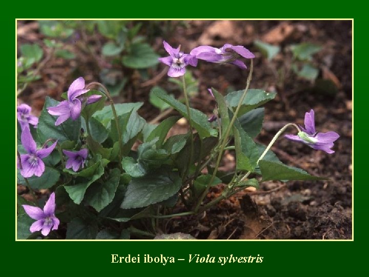 Erdei ibolya – Viola sylvestris 