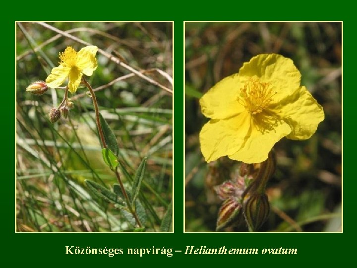 Közönséges napvirág – Helianthemum ovatum 