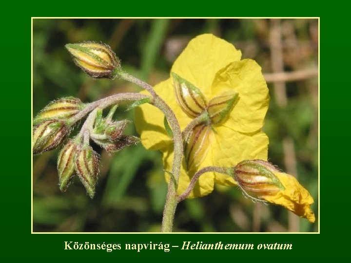 Közönséges napvirág – Helianthemum ovatum 