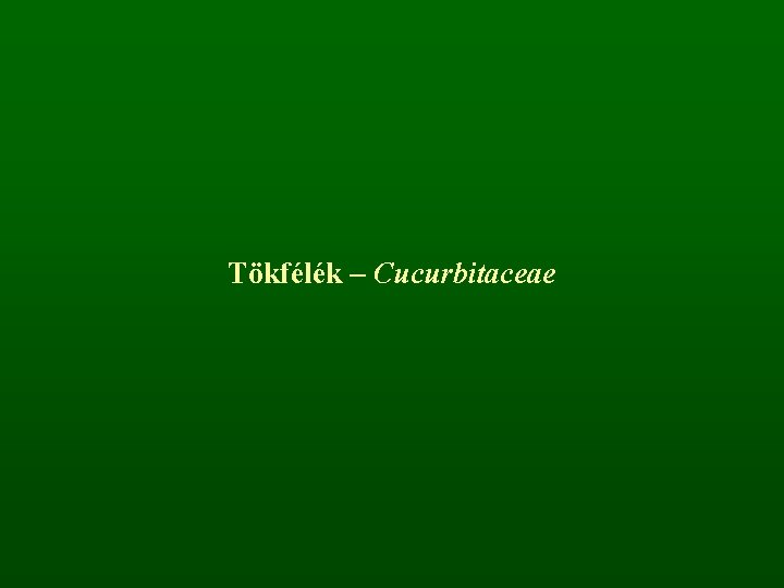 Tökfélék – Cucurbitaceae 