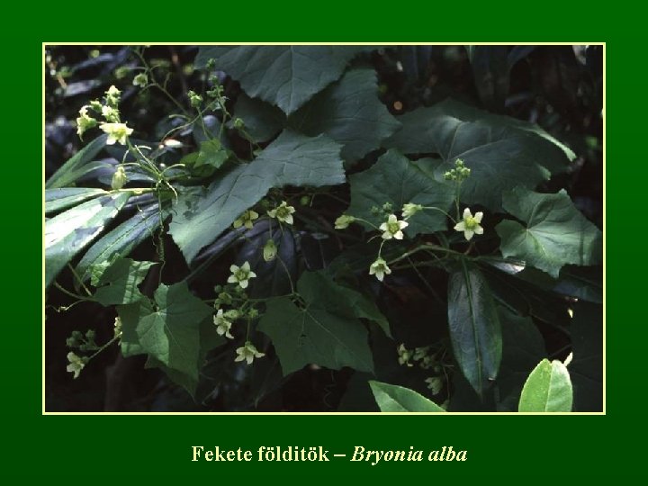 Fekete földitök – Bryonia alba 