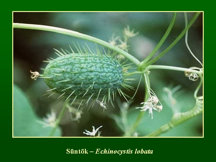 Süntök – Echinocystis lobata 