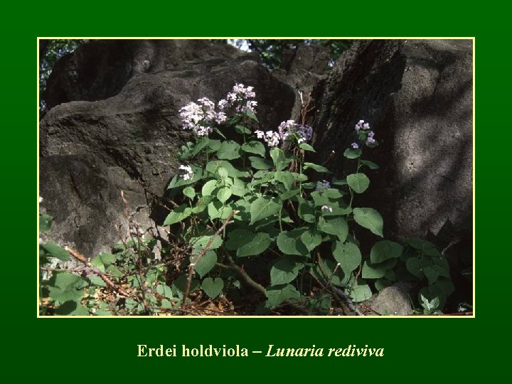 Erdei holdviola – Lunaria rediviva 