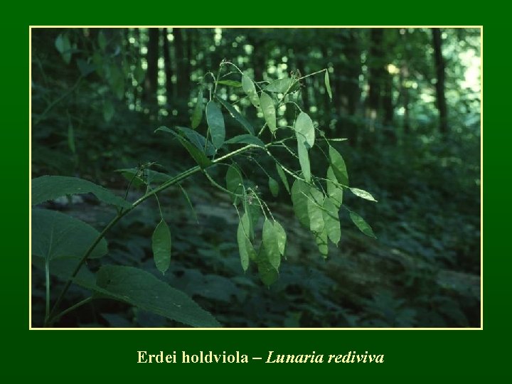 Erdei holdviola – Lunaria rediviva 