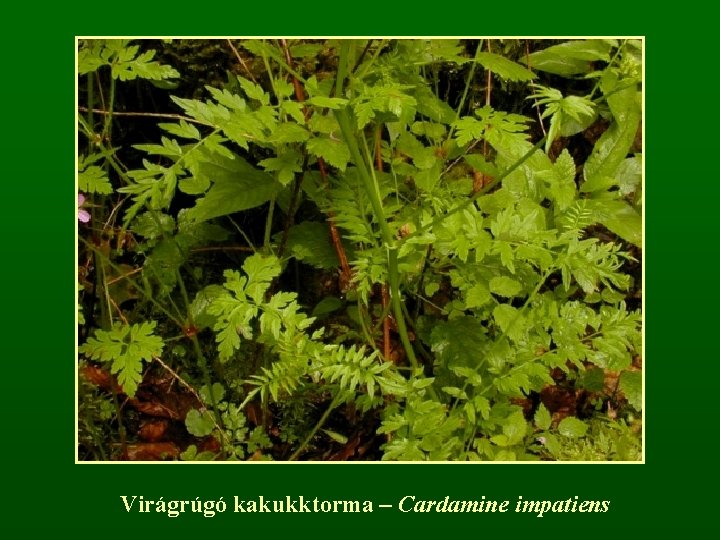 Virágrúgó kakukktorma – Cardamine impatiens 