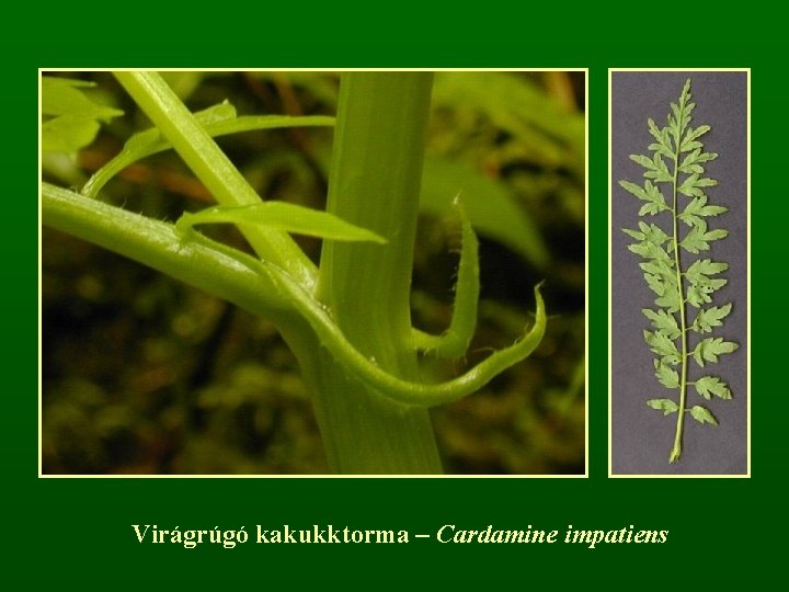 Virágrúgó kakukktorma – Cardamine impatiens 