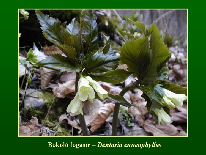 Bókoló fogasír – Dentaria enneaphyllos 