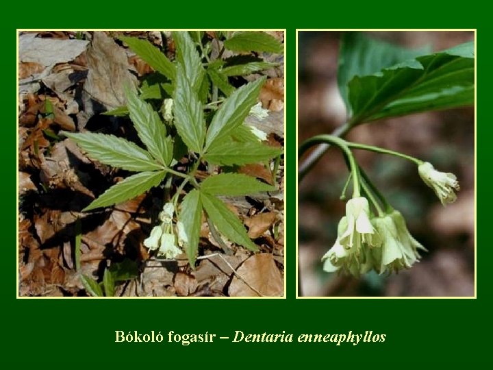 Bókoló fogasír – Dentaria enneaphyllos 