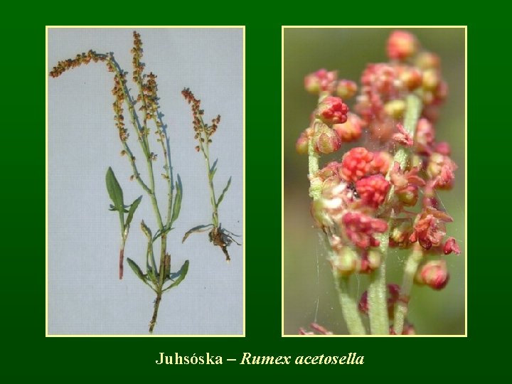 Juhsóska – Rumex acetosella 