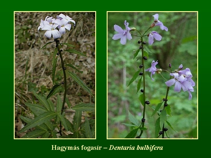 Hagymás fogasír – Dentaria bulbifera 