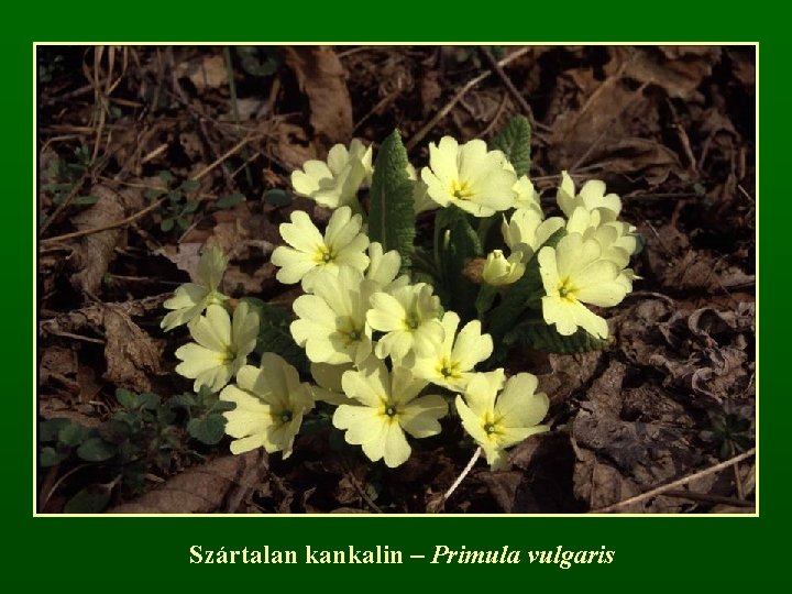 Szártalan kankalin – Primula vulgaris 