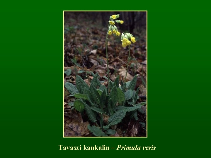 Tavaszi kankalin – Primula veris 